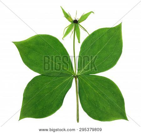 Pressed And Dried Flower Herb-paris (paris Quadrifolia), Isolated On White Background. For Use In Sc
