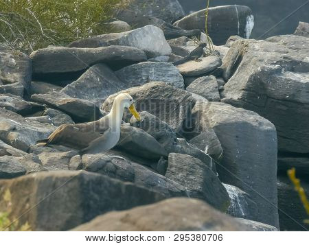 A Waved Albatross Takes Flight At Isla Espanola In The Galapagos