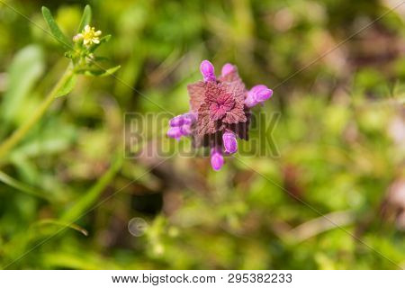 A Purple Dead-nettle Growing Wild In Teresita, Oklahoma