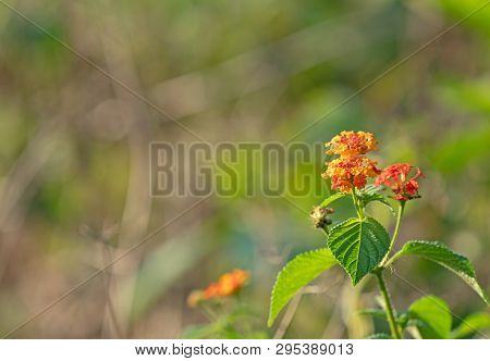 Closeup Lantana Camara Flowers With Green Leaves Isolated On Nature Background