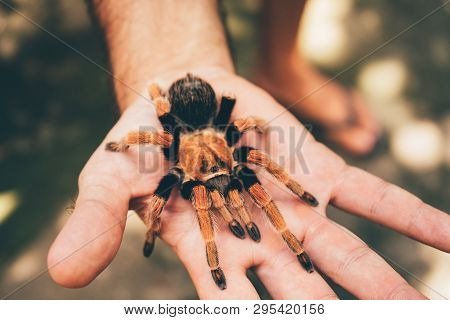 Birdeater Tarantula Spider Sitting On Hand. Bright Red Colourful Giant Arachnid.