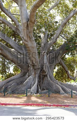 Santa Barbaras Moreton Bay Fig Tree located behind the train station is believed to be the largest Ficus macrophylla in the United States.