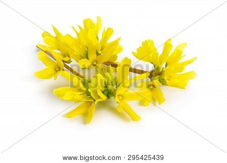 Forsythia Is A Genus Of Flowering Plants In The Olive Family Oleaceae. Common Names, Along With East