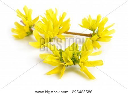 Forsythia Is A Genus Of Flowering Plants In The Olive Family Oleaceae. Common Names, Along With East