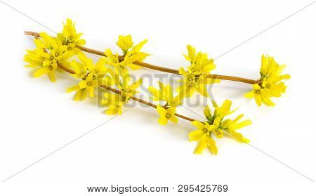 Forsythia Is A Genus Of Flowering Plants In The Olive Family Oleaceae. Common Names, Along With East