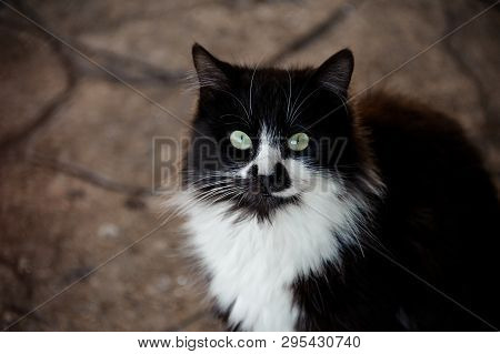 Cat With Black And White Fur In Animal Shelter