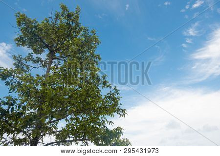 Bottom View Tree In Jungle With Cirrostratus Cloud On Blue Sky.forest And Environment Concept