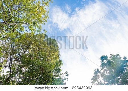 Bottom View Tree In Jungle With Cirrostratus Cloud On Blue Sky.forest And Environment Concept