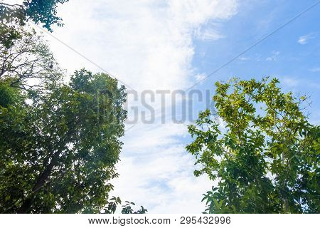 Bottom View Tree In Jungle With Cirrostratus Cloud On Blue Sky.forest And Environment Concept