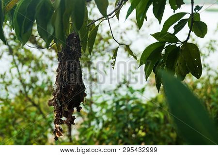Little Spiderhunter Birds Nest In The Rainforest