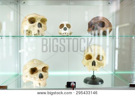 Skulls Human Anatomy . Part Of Human Body On Light Background. Medical Science Museum