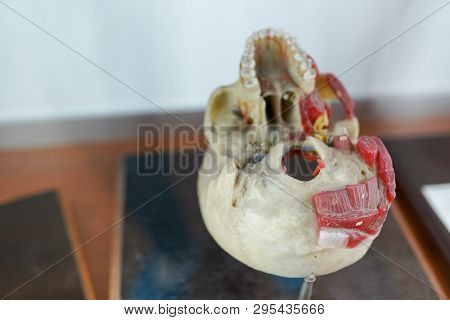 Anatomy Human Skull Model On White Background.part Of Human Face Model With Organ System.medical Edu