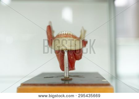 Anatomy Human Jaw Teeth Model On White Background.part Of Human Face Model With Muscles.medical Educ