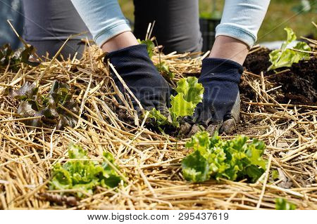Gardener Planting Lettuce Seedlings In Freshly Ploughed And Straw Mulched Garden Beds. Organic Garde