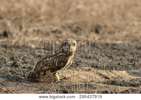 Short-eared Owl, Asio Flammeus, Uran Jnpt, Mumbai, Maharashtra State Of India