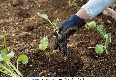 Gardener Planting Cauliflower Seedlings In Freshly Ploughed Garden Beds. Organic Gardening, Healthy 