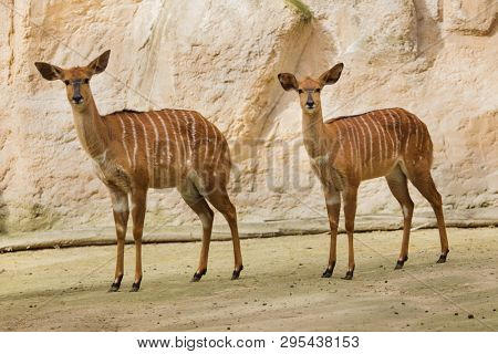 Nyala (Tragelaphus angasii). Wild life animal.