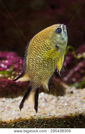Azores chromis (Chromis limbata), also known as the Atlantic chromis. 