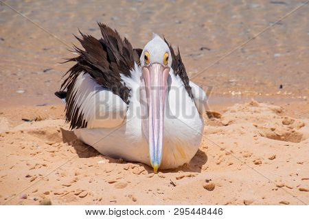 Big Pelican With Long Beak Resting At Beach Of Shark Bay Australia