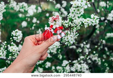 Bulgarian Traditional Spring Decor Martenitsa, Hold In Hand, Blossom Tree Background. Baba Marta Hol