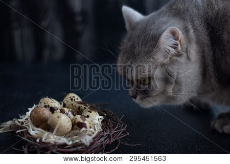 Gray Cat Sniffs At Quail Eggs On A Black Background