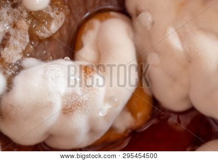 Microbiology. Growth Of Aspergillosis. Aspergillus Flavus On Jam Surface, Macro, Top View