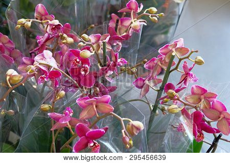 Purple And White Orchids And Other Houseplants In Pots In Garden Shop. Various Orchids Sold In Store