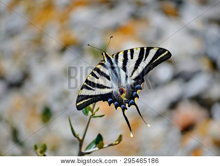Machaon (latin Papilio Machaon). Today It Is Considered One Of The Most Beautiful Species Of Butterf