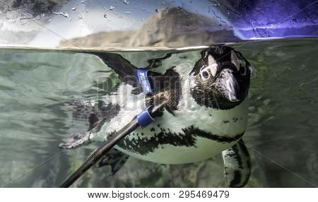 New Orleans, Usa - Dec 10, 2017: Young Penguin Playfully Submerged In Water And Looking Out Of Tank 