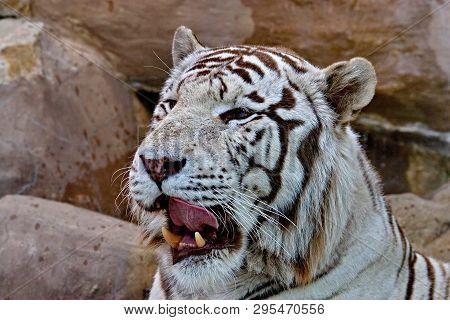 The White Tiger Is An Individual Of The Bengal Tiger With A Congenital Mutation (not Considered A Se