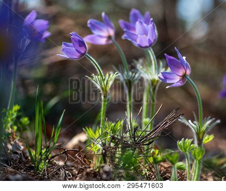 Pasque Or Anemone Flowers In Sunny Spring Forest