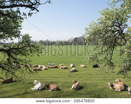 Young Blonde D' Aquitaine Cows And Calfs In Green Spring Landscape Near Dutch Town Of Geldermalsen