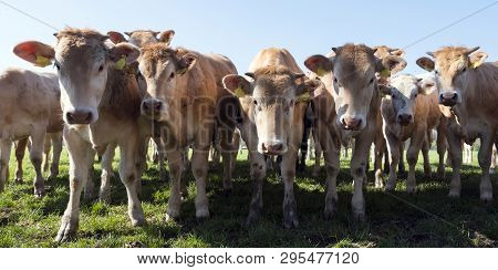 Young Blonde D' Aquitaine Cows And Calfs In Green Spring Landscape Near Dutch Town Of Geldermalsen