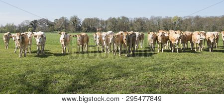 Young Blonde D' Aquitaine Cows And Calfs In Green Spring Landscape Near Dutch Town Of Geldermalsen