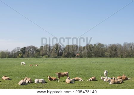 Young Blonde D' Aquitaine Cows And Calfs In Green Spring Landscape Near Dutch Town Of Geldermalsen