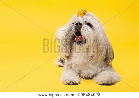 Shih-tzu Puppy Wearing Orange Bow. Cute Doggy Or Pet Is Lying Isolated On Yellow Background. The Chr