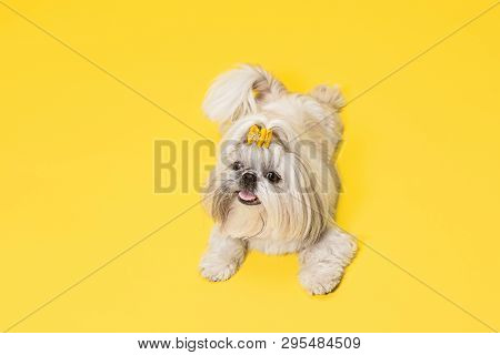 Shih-tzu Puppy Wearing Orange Bow. Cute Doggy Or Pet Is Lying Isolated On Yellow Background. The Chr