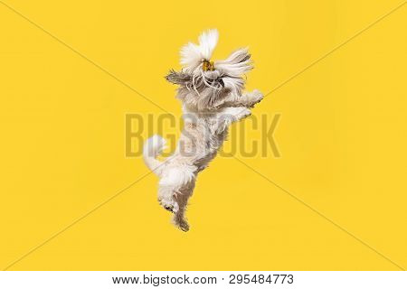 Shih-tzu Puppy Wearing Orange Bow. Cute Doggy Or Pet Is Jumping Isolated On Yellow Background. The C
