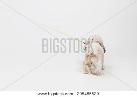 Shih-tzu Puppy Wearing Orange Bow. Cute Doggy Or Pet Is Standing Isolated On White Background. The C