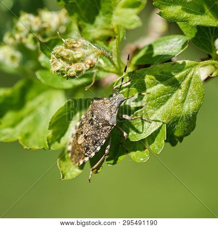 Mottled Shieldbug (rhaphigaster Nebulosa) On A Hawthorn In Spring