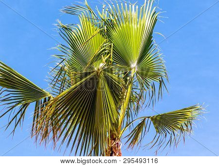 Borassus Flabellifer Asian Palmyra Palm (commonly Known As Doub Palm, Tala Palm, Toddy Palm, Wine Pa