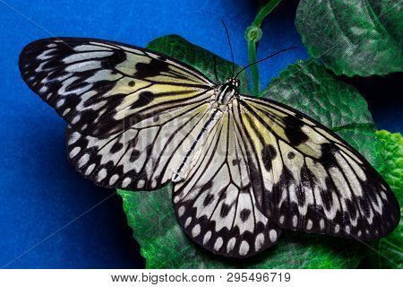 Idea Leuconoe, Tree Nymph Butterfly, Rice Paper Butterfly