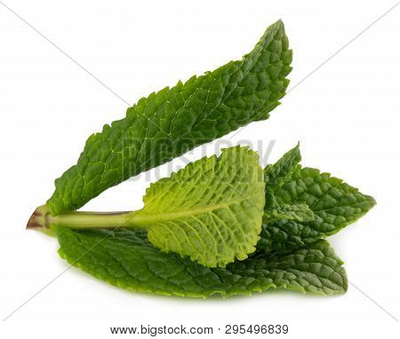 Fresh Raw Mint Leaves Isolated On White Background.