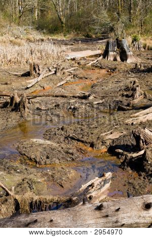 Deforestazione