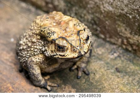 Toad Is A Common Name For Certain Frogs.