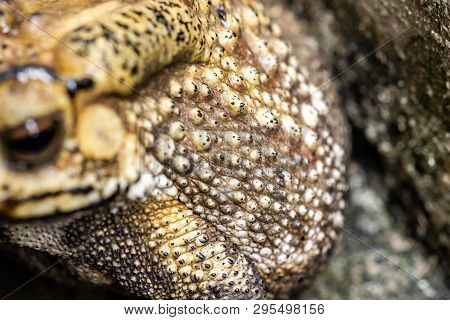 Toad Is A Common Name For Certain Frogs.
