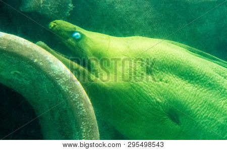 Long Exposure Photo Of A Big Yellow Eel With Blue Eyes In The Warm Water Of A Tropical Aquarium In T