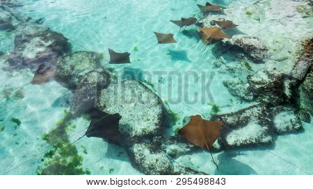 Many Brown Sting Rays With One Black Sting Ray In The Clear Water Of The Bahamas.