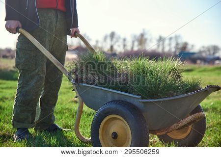 A Man Holding A Cart - Wheelbarrow Filled With Turf With Green Grass On A Background Of Spring Green