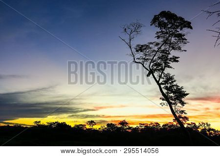 A Tree In The Yacuma River, In The Bolivian Jungle. Amazon Region.